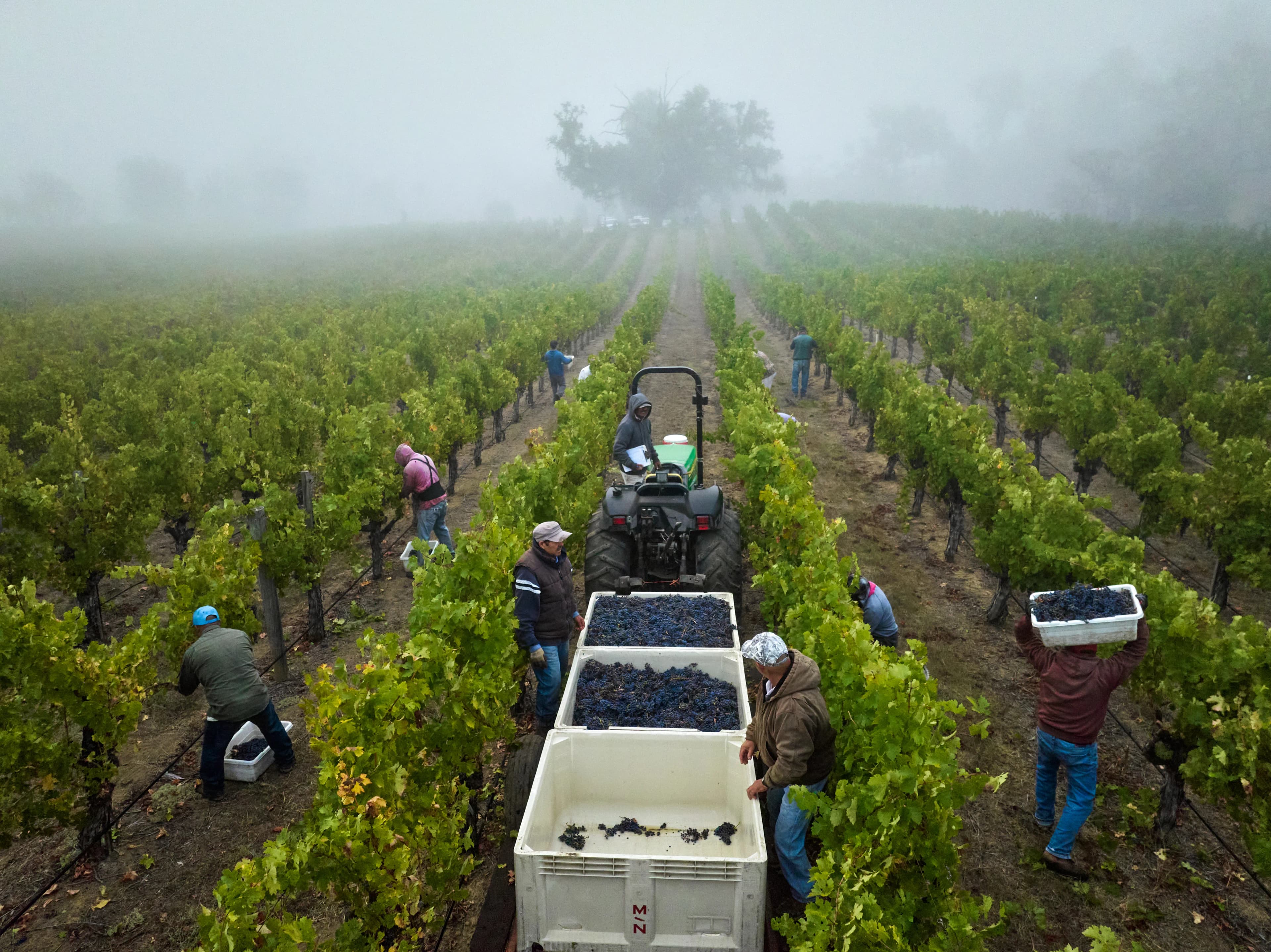 Foggy Harvest Morning